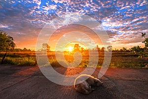 Sleeping dog for warm sunshine