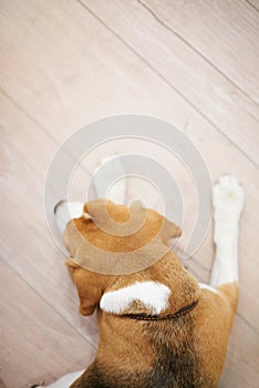 Sleeping dog on wooden floor