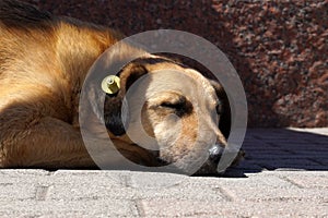 Sleeping dog with yellow ear identification tag wich means sterilized.