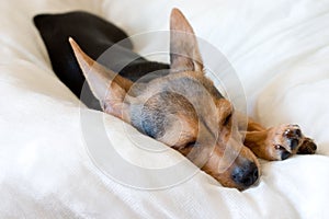 Sleeping doggy photo