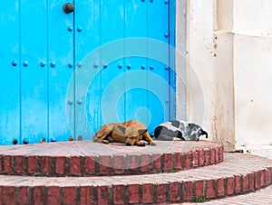 Sleeping Dogs in Cuba