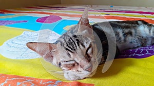 Sleeping Domestic Cat Face Closeup In The Bed