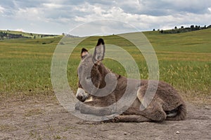 Sleeping Donkey Foal In a Large Grass Field