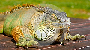 Sleeping dragon. Close-up portrait of resting vibrant Lizard. Selective focus. Green Iguana native to tropical areas