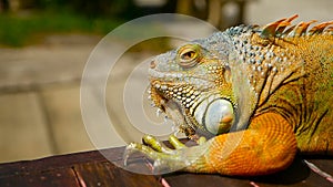 Sleeping dragon. Close-up portrait of resting vibrant Lizard. Selective focus. Green Iguana native to tropical areas