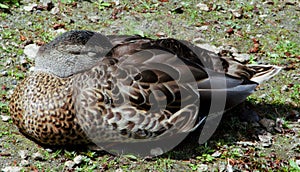 Sleeping Duck