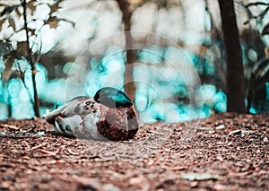 Sleeping Duck on waters edge