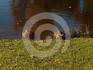 Sleeping ducks on the lake