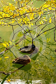 Sleeping ducks in the lake