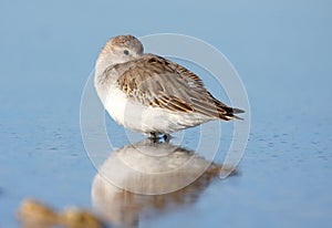 Sleeping dunlin