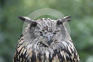 Sleeping eagle owl