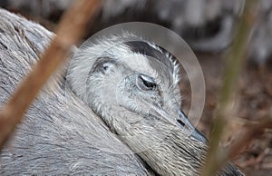 Sleeping emu bird