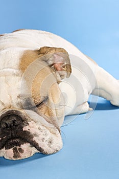 Sleeping English Bulldog.