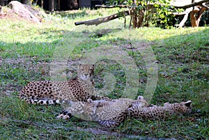 The sleeping family of cheetahs on the grass in the sunny day.