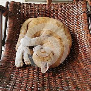 A sleeping fat ginger cat on a woven bench