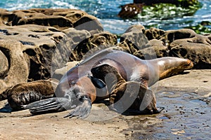 Sleeping Female California Sea Lion with Two Nursing Pups