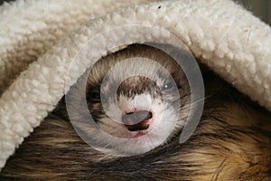 Sleeping Ferret