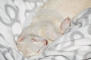 Sleeping ferret