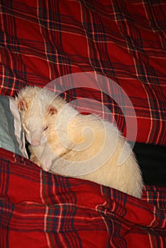 Sleeping ferret