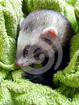 Sleeping ferret