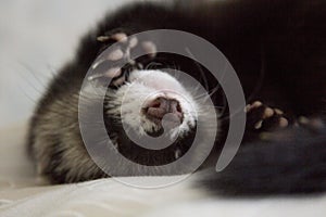 sleeping ferret