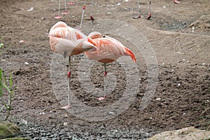 sleeping flamingo