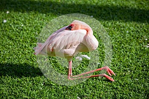 Sleeping flamingo