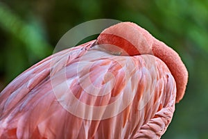 Flamingo sleeping with head tucked in pink feathers
