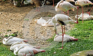 Sleeping flamingos 1