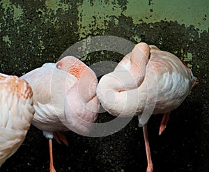 Sleeping Flamingos in the Zoo of Karlsruhe