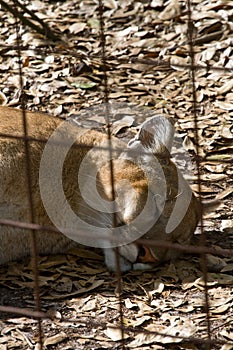 Sleeping Florida Panther