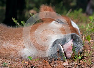 Sleeping foal