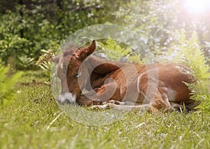 Sleeping foal in backlight photo