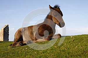 Sleeping Foal beside Haytor carpark