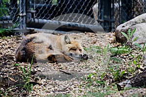 Sleeping Fox at the Assiniboine Park Zoo, Winnipeg, Manitoba, Canada