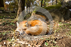 Sleeping fox