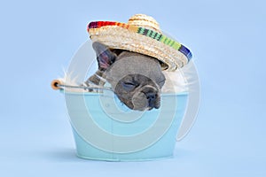 Sleeping French Bulldog dog puppy with summer straw hat in bucket on blue background photo
