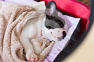 Sleeping French bulldog puppy