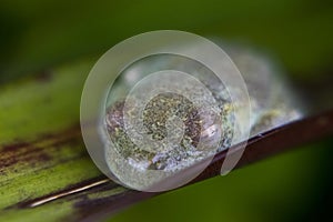 Sleeping frog hidden on a leaf