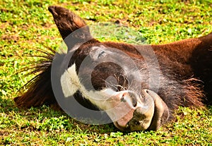 A sleeping funny and awesome face of a horse foal, of the horse breed tinker