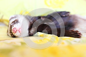 Sleeping funny ferret