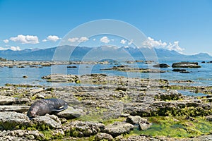 Sleeping fur seal at Kaikoura seacoast with mountain background