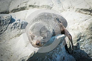 Sleeping fur seal on the rock