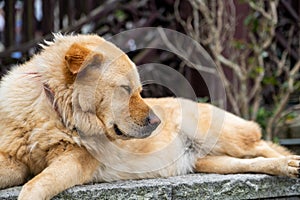 A sleeping furry brown dog is laying down on the rock