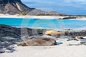 Sleeping Galapagos Sea Lions, San Cristobal Island, Ecuador