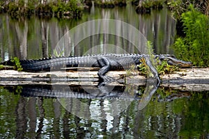 Sleeping gator