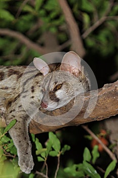 Sleeping Genet photo