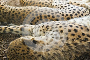 Sleeping gepard image