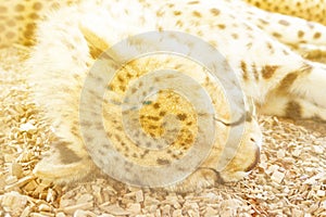 Sleeping gepard image