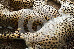 Sleeping gepard image